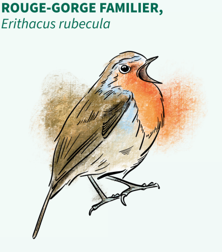 Rouge gorge
