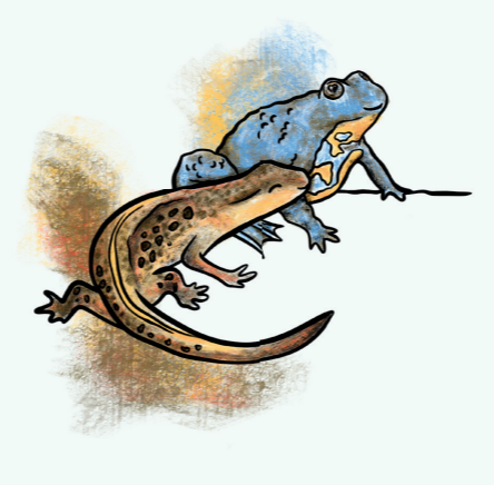 Triton palmé et sonneur à ventre jaune