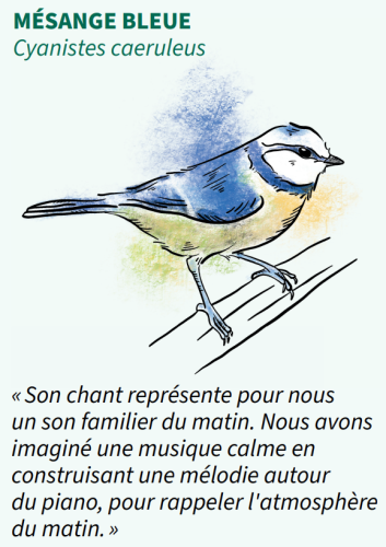 Mésange bleue